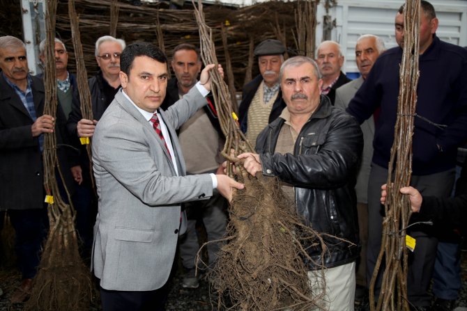 Oltu'da çiftçilere ceviz fidanı desteği