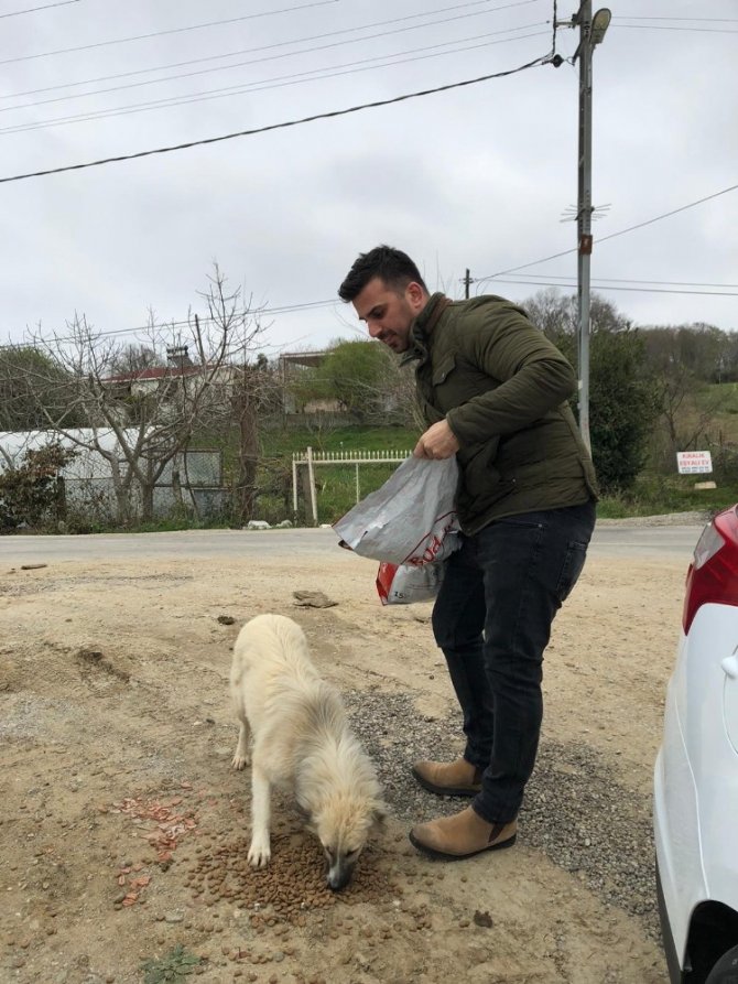 Sinop’ta sokak hayvanları aç kalmıyor