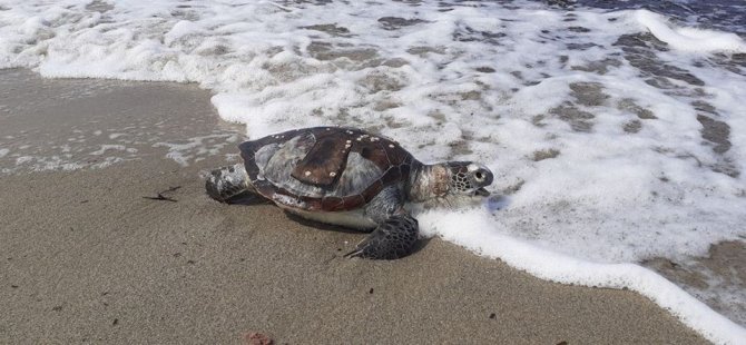 Kuşadası’nda 1 ayda 8 deniz kaplumbağası ölü olarak bulundu