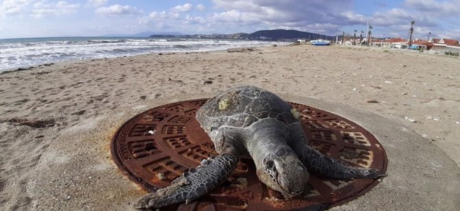 Kuşadası’nda 1 ayda 8 deniz kaplumbağası ölü olarak bulundu