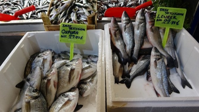 Vatandaş ucuz balık yesin diye fiyatları yarı yarıya düşürdü