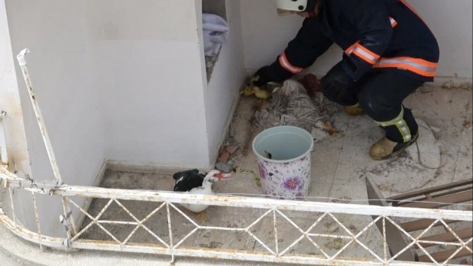 İtfaiye şaşkın ördeğin yavrularını 4. katın balkonundan kurtardı