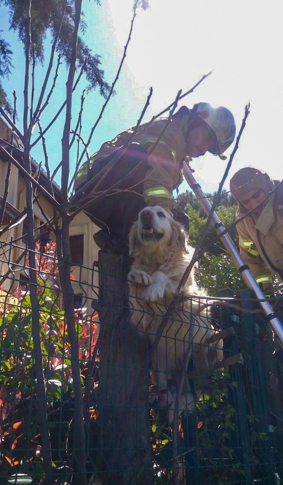 Villanın çitlerine takılan köpeğin yardımına itfaiye ekipleri yetişti