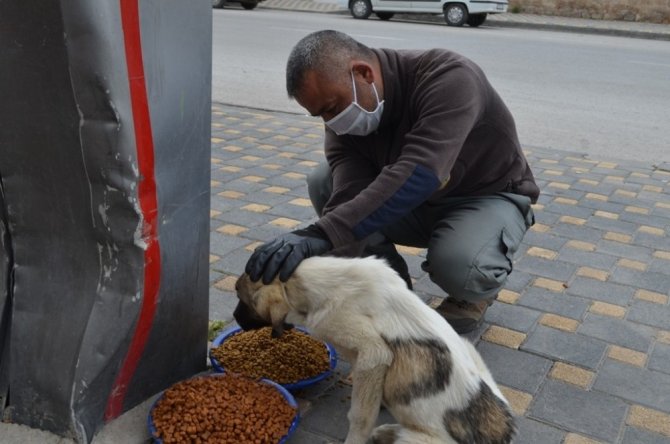 Bünyan Belediyesi sokak hayvanlarını unutmuyor