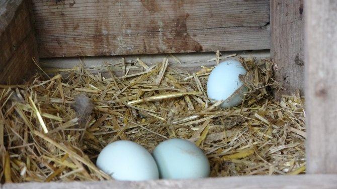 Mavi yumurtlayan tavuk görenleri şaşırtıyor
