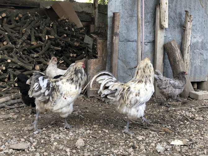 Mavi yumurtlayan tavuk görenleri şaşırtıyor