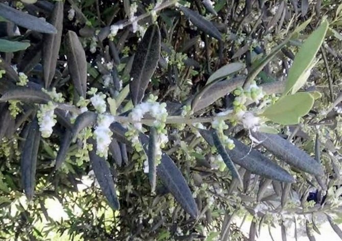 Zeytin’de pamuklu bite karşı ilaçlanma önerisi