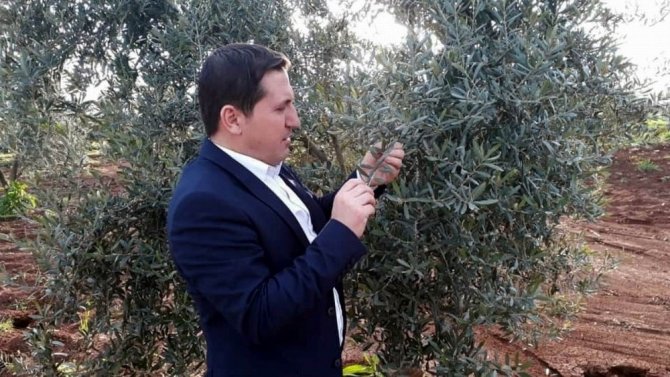 Zeytin’de pamuklu bite karşı ilaçlanma önerisi