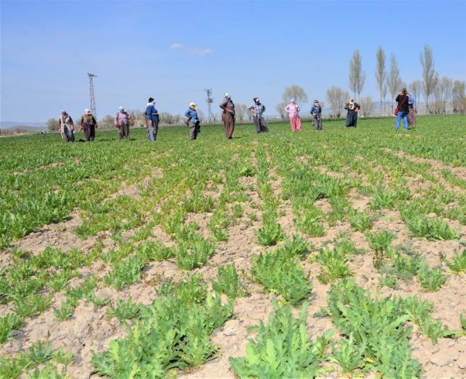 Haşhaşın anavatanında üretim devam ediyor