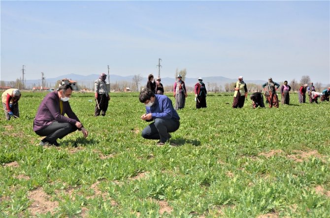 Haşhaşın anavatanında üretim devam ediyor
