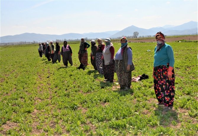Haşhaşın anavatanında üretim devam ediyor