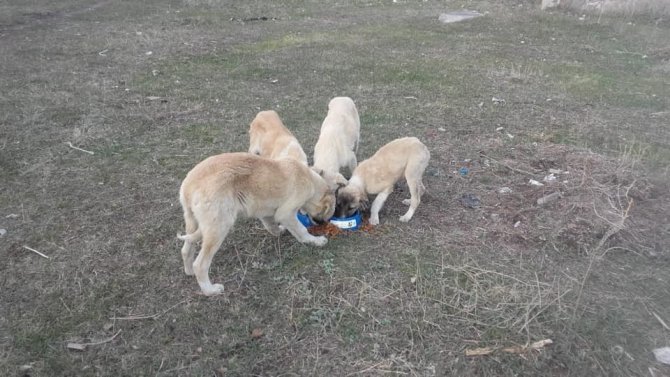 Kars’ta Sokak hayvanlarına yiyecek bırakılıyor