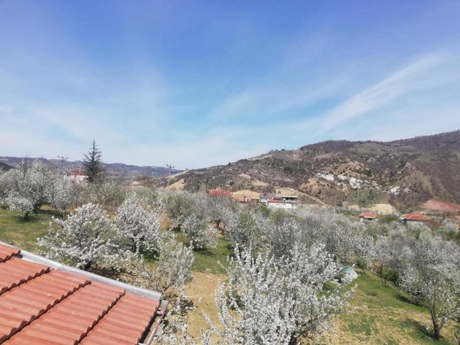 100 ton vişne rekoltesi bekleniyor