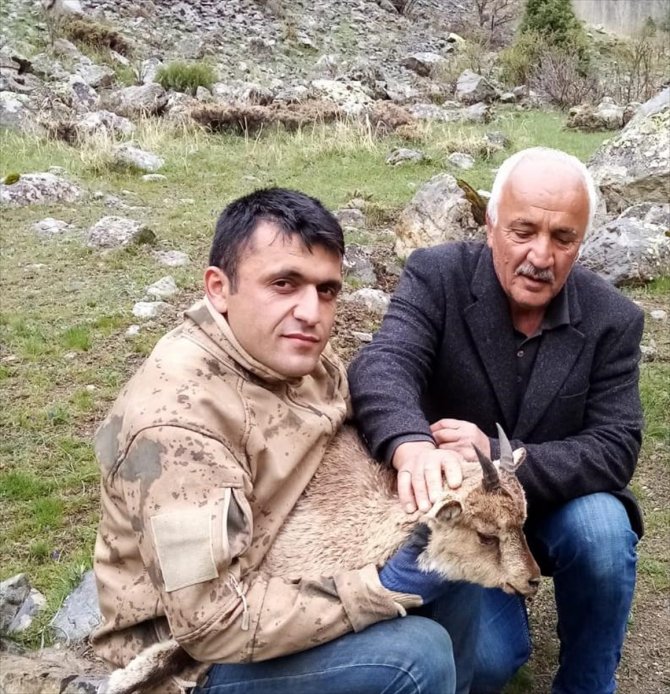 Hasta yaban keçisi yavrusunu 4 kilometre sırtında taşıdı