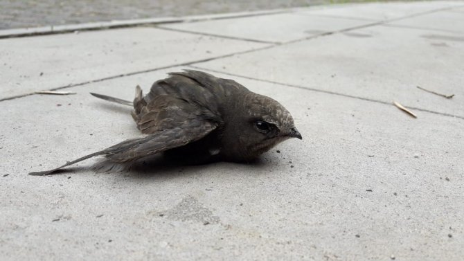 Kars’ta yaralı bulunan Ebabil kuşu tedavi altına alındı