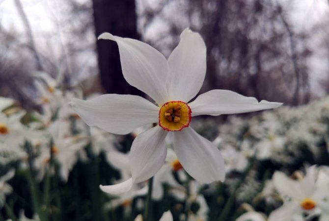 Zerrinkadeh çiçekleri bu yıl hüzünlü açtı