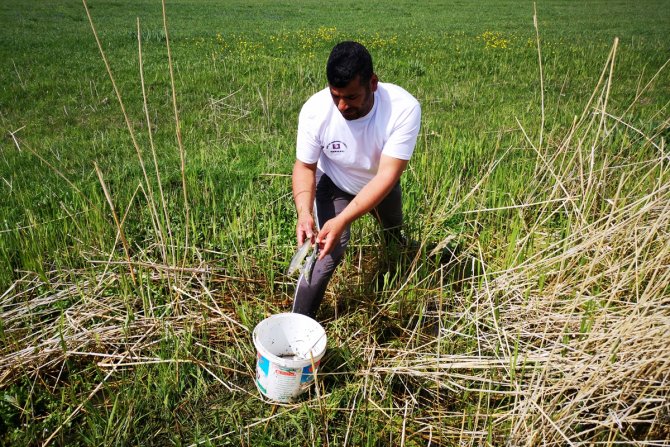 Van'da sulama kanalındaki 3 ton inci kefali kurtarıldı