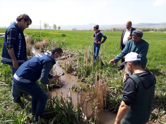 Van'da sulama kanalındaki 3 ton inci kefali kurtarıldı