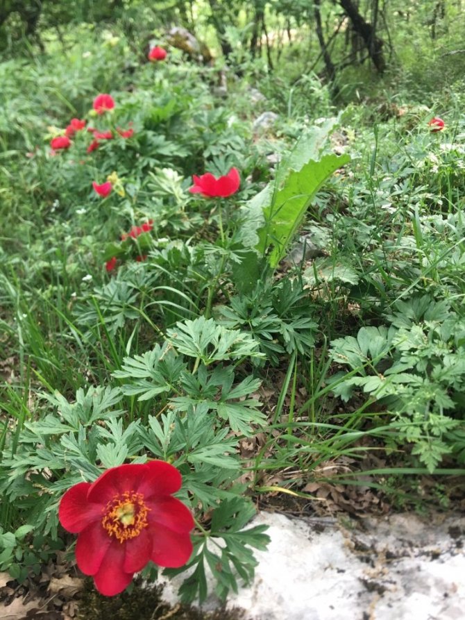 ’Ayı gülü’ açtı...Bu çiçeği koparan yandı