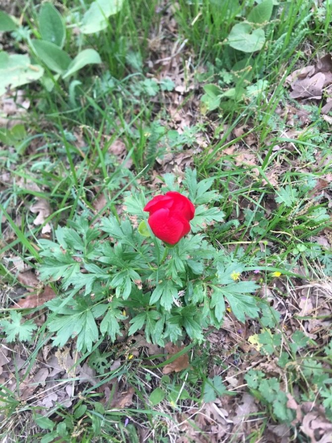 ’Ayı gülü’ açtı...Bu çiçeği koparan yandı
