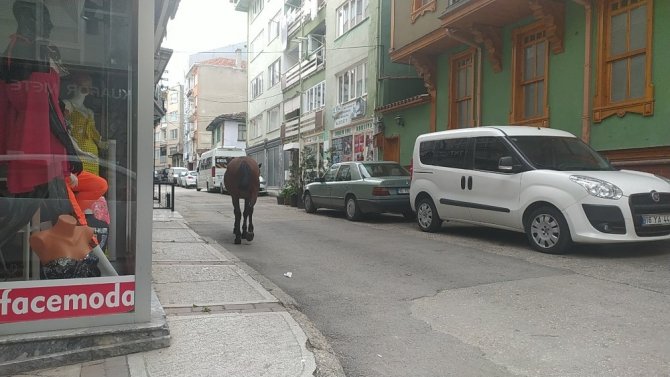 Bursa caddelerinde başı boş at paniği
