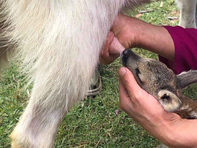 Ormanda annesini kaybeden yavru karaca keçi besiciliği yapan aileye teslim edildi