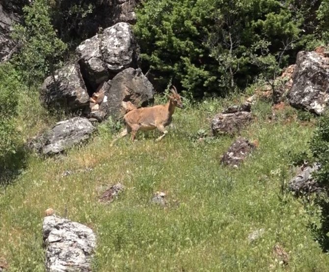 Tunceli’de yaban keçileri, yavruları ile görüntülendi