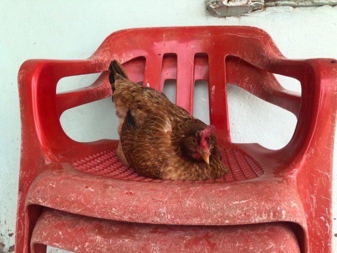 Rahatına düşkün tavuk sandalyeden başka yerde yumurtlamıyor