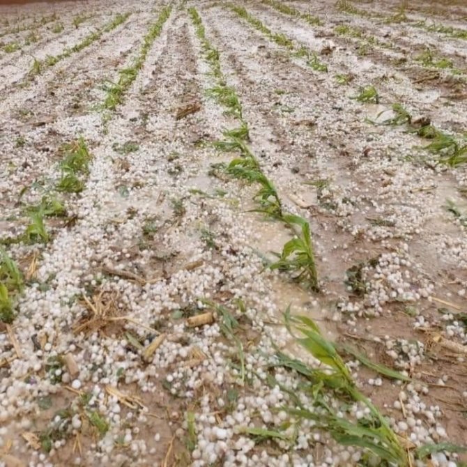 Aksaray’da dolu yağışı tarım arazilerine zarar verdi
