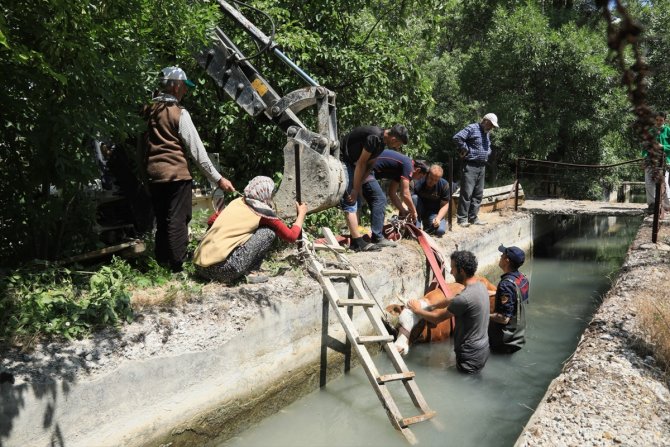 Malatya'da sulama kanalına düşen inek kurtarıldı