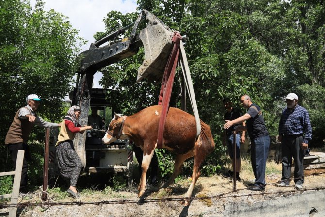 Malatya'da sulama kanalına düşen inek kurtarıldı