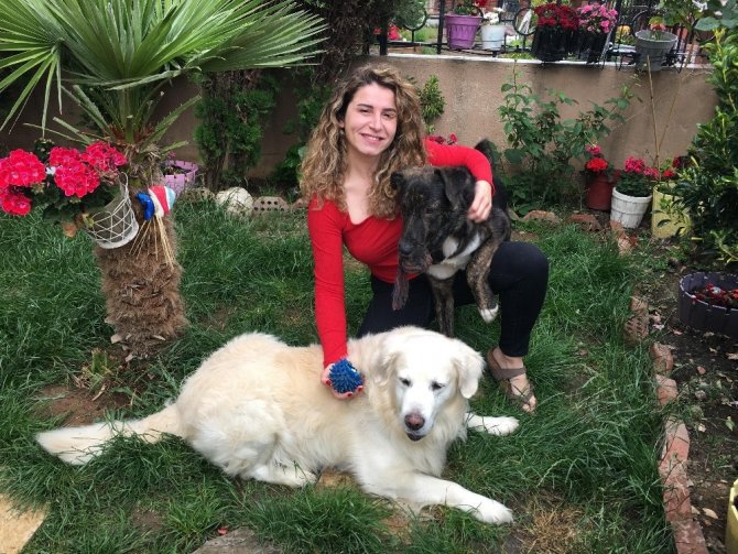 Çengelköy’de dehşet: Oyuncu Gamze Topuz’un köpeklerine çivili kemik attılar