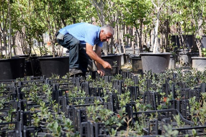 İzmir’in meşe ormanları yeniden yeşeriyor