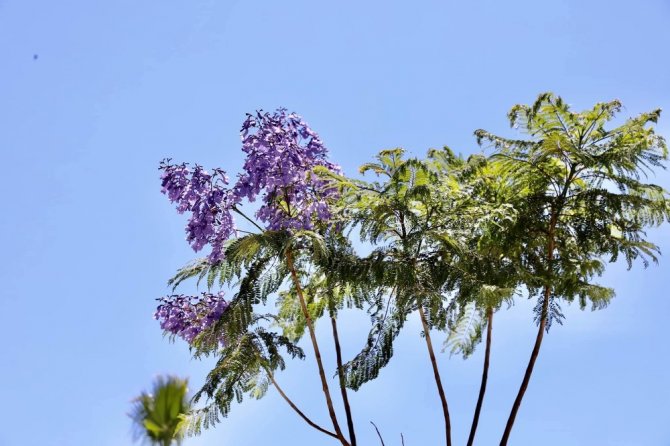 Didim’de Jakaranda ağaçları çiçek açtı