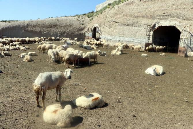 Kayseri’de koyunlar kırkılmaya başlandı