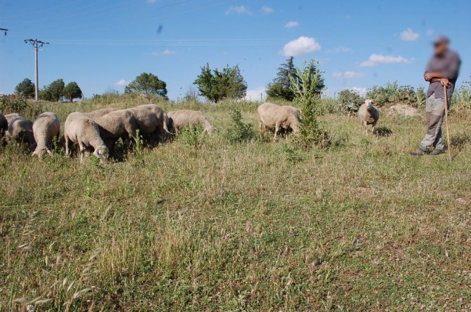 Koyunları otlatırken patlamamış top mermisi görünce şok oldu