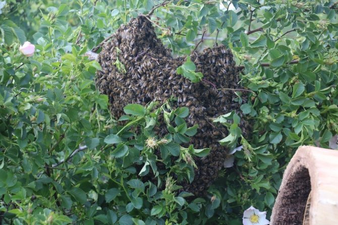 Korkusuz dede ve torunun arılarla ilişkisi şaşırtıyor