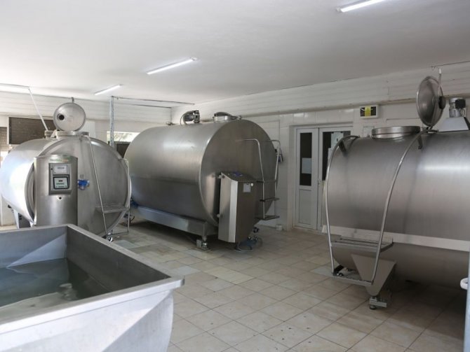 Amasya’da günlük 82 ton çiğ süt toplandı