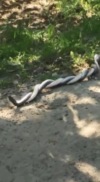 Artvin’de yılanların dansı saniye saniye görüntülendi