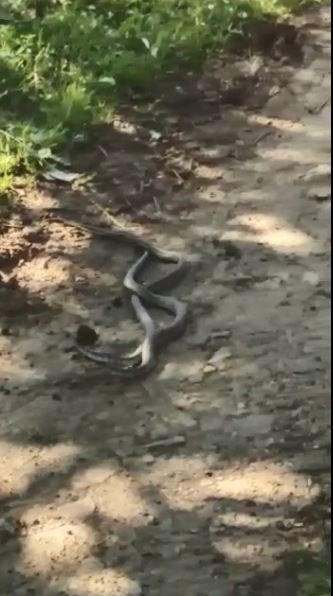 Artvin’de yılanların dansı saniye saniye görüntülendi