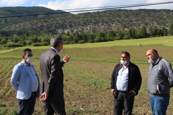 Ayvalık, Ovacık’taki tarlalarda incelemelerde bulundu