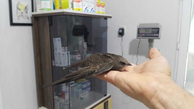 Yaralı ebabil kuşu tedavi altına alındı