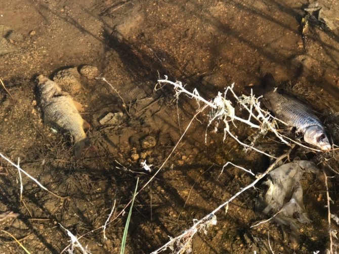 Van’daki balık ölümleri araştırılıyor