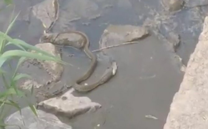 Kars’ta yılanın balık avı kameraya yansıdı