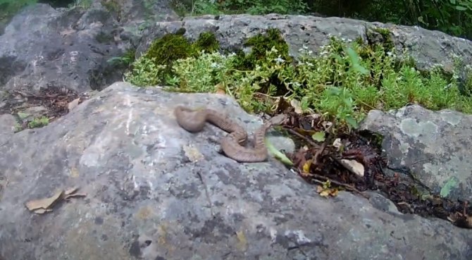 Telefonla görüntülediği boynuzlu engerek yılanı saldırdı