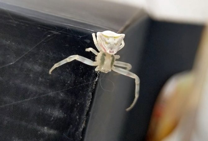 Görenlerin gözlerine inanamadığı ‘insan yüzlü örümcek’ hayrete düşürüyor