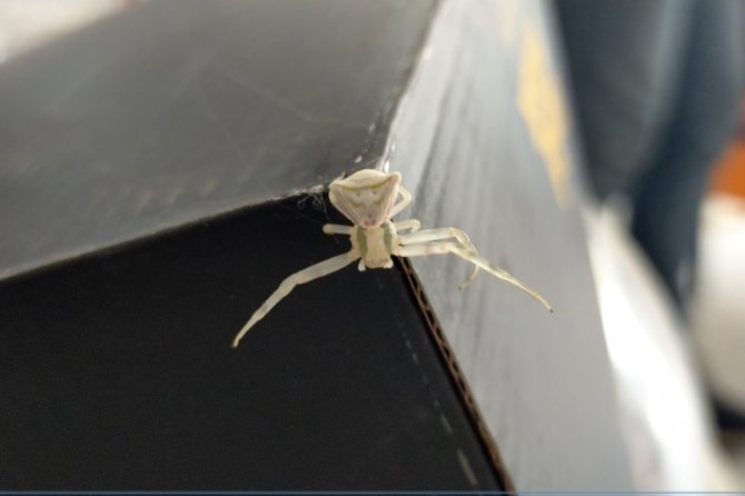Görenlerin gözlerine inanamadığı ‘insan yüzlü örümcek’ hayrete düşürüyor