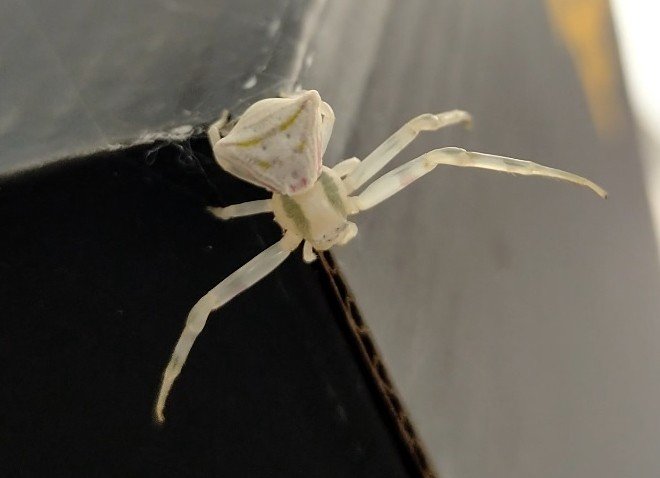 Görenlerin gözlerine inanamadığı ‘insan yüzlü örümcek’ hayrete düşürüyor