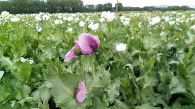 Haşhaş tarlalarında açan mor ve beyaz çiçekler görsel şölen oluşturuyor