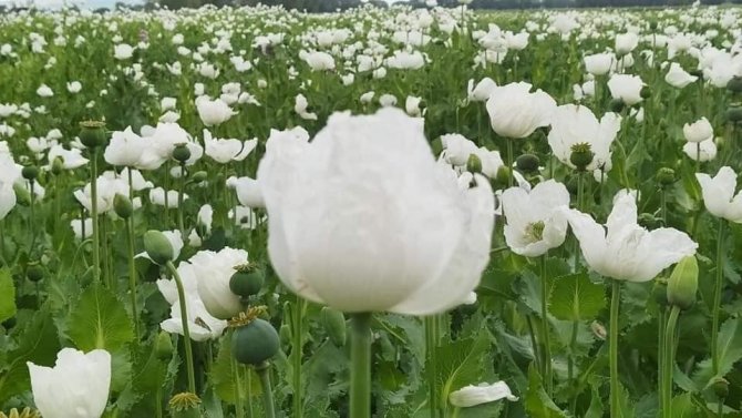 Haşhaş tarlalarında açan mor ve beyaz çiçekler görsel şölen oluşturuyor